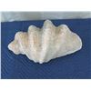 Image 3 : Authentic Natural Clam Shell (Half), 24" Wide