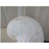 Image 3 : Qty 1 Giant Nautilus Seashell, Plaster-Like Material 41" L, 27"H