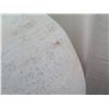 Image 6 : Qty 1 Giant Nautilus Seashell, Plaster-Like Material 41" L, 27"H