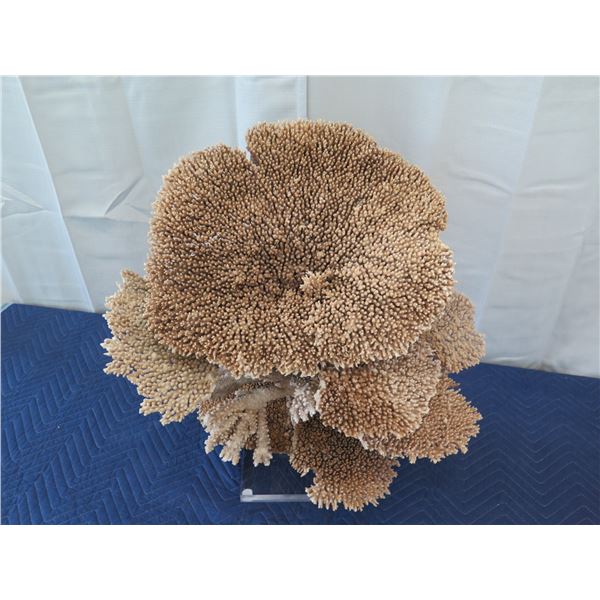 Large Brown/Gold Natural Coral, Plexi-Glass Base, 26"W x 26"H