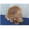 Image 1 : Large Brown/Gold Natural Coral, Plexi-Glass Base, 26"W x 26"H