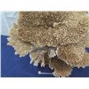 Image 3 : Large Brown/Gold Natural Coral, Plexi-Glass Base, 26"W x 26"H