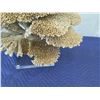 Image 4 : Large Brown/Gold Natural Coral, Plexi-Glass Base, 26"W x 26"H