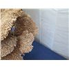 Image 5 : Large Brown/Gold Natural Coral, Plexi-Glass Base, 26"W x 26"H