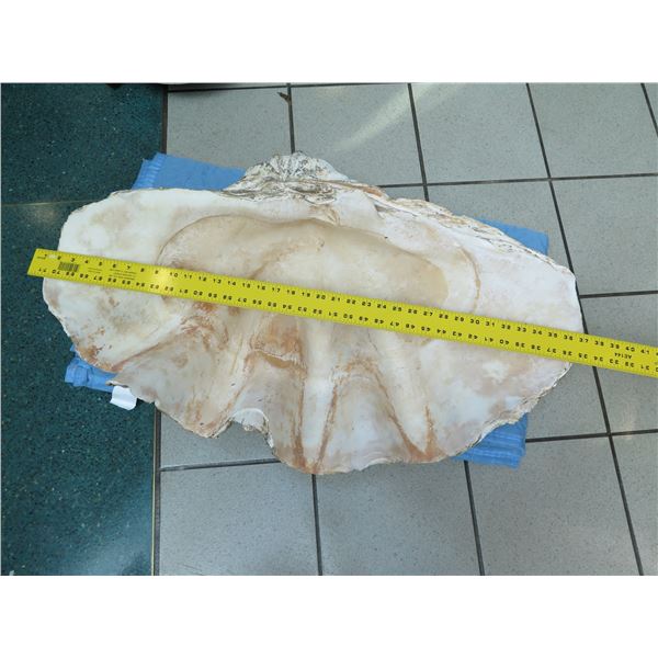Very Large Authentic Natural Clam Shell (Half), 36