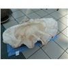 Image 2 : Very Large Authentic Natural Clam Shell (Half), 36" Wide
