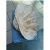 Image 3 : Very Large Authentic Natural Clam Shell (Half), 36" Wide