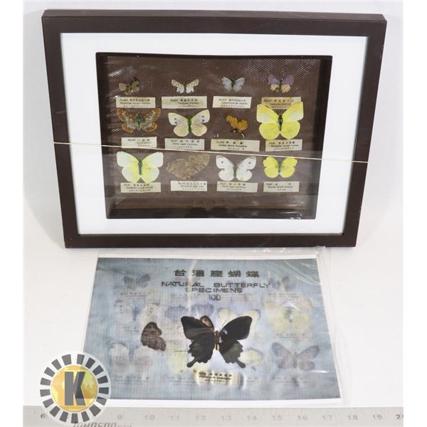 RARE ANTIQUE JAPANESE PRESSED BUTTERFLY COLLECTION