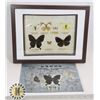 Image 1 : RARE ANTIQUE JAPANESE PRESSED BUTTERFLY COLLECTION