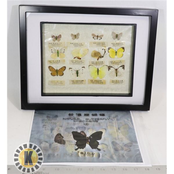 RARE ANTIQUE JAPANESE PRESSED BUTTERFLY COLLECTION