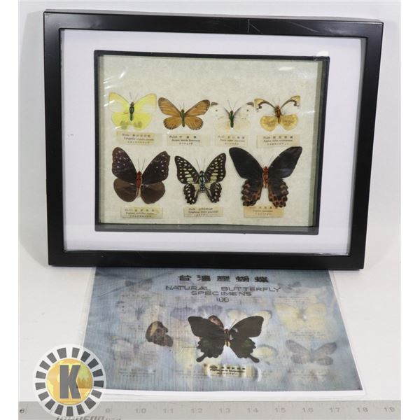 RARE ANTIQUE JAPANESE PRESSED BUTTERFLY COLLECTION