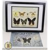 Image 1 : RARE ANTIQUE JAPANESE PRESSED BUTTERFLY COLLECTION