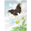 Image 1 : Mourning Cloak Butterfly Color Lithograph Print