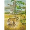 Image 1 : 1920's Cottontail Rabbit Color Lithograph Print