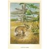 Image 2 : 1920's Cottontail Rabbit Color Lithograph Print
