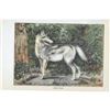 Image 2 : 1920's Gray Wolf Color Lithograph Print