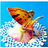 Image 1 : Vintage Hand-painted Hungarian DRASCHE Porcelain Butterfly