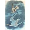 Image 1 : c1946 Audubon Print, #319 Least Tern