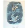 Image 2 : c1946 Audubon Print, #319 Least Tern