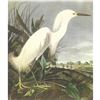 Image 1 : c1950 Audubon Print, Snowy Egret
