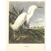 Image 2 : c1950 Audubon Print, Snowy Egret