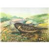 Image 1 : 1920's Whippoorwill Color Lithograph Print