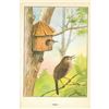 Image 2 : 1920's Wren Color Lithograph Print