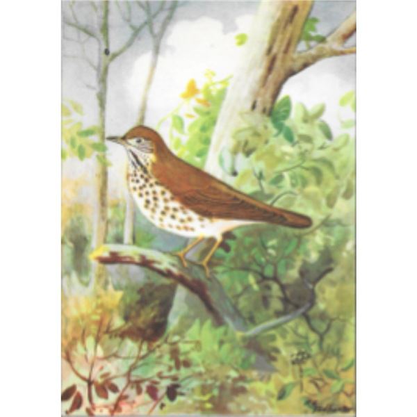 1920's Thrush Color Lithograph Print