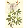 Image 1 : c1946 Audubon Print, #379 Rufus Hummingbird