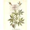 Image 2 : c1946 Audubon Print, #379 Rufus Hummingbird