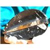 Image 1 : Prehistoric Orthoceras & Ammonite Fossils Hand-carved Tray