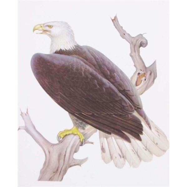 1950 Menaboni Bird Print - Bald Eagle