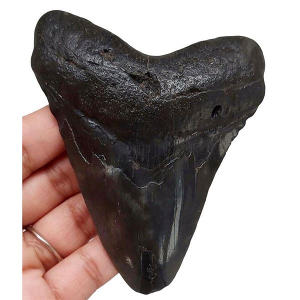 Prehistoric Megalodon Shark Tooth Fossil Artifact