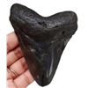 Image 1 : Prehistoric Megalodon Shark Tooth Fossil Artifact