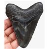 Image 2 : Prehistoric Megalodon Shark Tooth Fossil Artifact