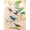 Image 1 : c1946 Audubon Print, #74 Indigo Bunting