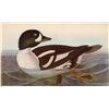 Image 1 : c1946 Audubon Print, #403 Barrow's Golden-Eye
