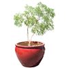 Image 1 : Red Glazed Ceramic Planter w Tree/Plant