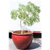 Image 6 : Red Glazed Ceramic Planter w Tree/Plant