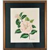 Image 1 : Louise Estes (20th c) American, Botanical W/C