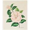 Image 2 : Louise Estes (20th c) American, Botanical W/C