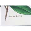 Image 2 : Louise Estes (20th c) American, Botanical W/C