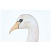 Image 2 : Hand Carved Swan Decoy