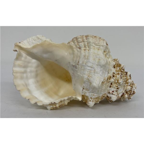 Charonia tritonis Conch Shell 8.5"