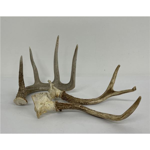Collection of Montana Whitetail Deer Horns