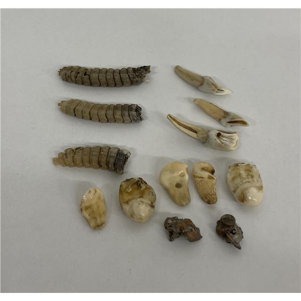 Lot of Montana Elk Teeth and Rattlesnake Rattles
