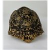 Image 2 : African Leopard Tortoise Shell