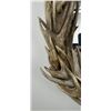 Image 2 : Whitetail Deer Antler Built by Gene