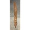 Image 1 : Tanned South African Python Skin