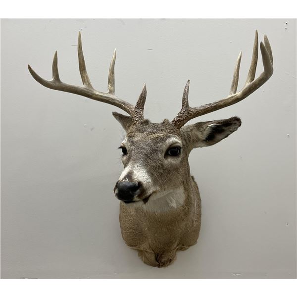 Whitetail Deer Taxidermy Mount killed by Jim Chinn